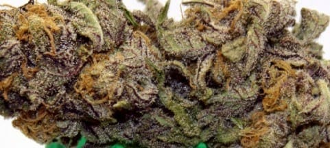 Sour Tsunami strain