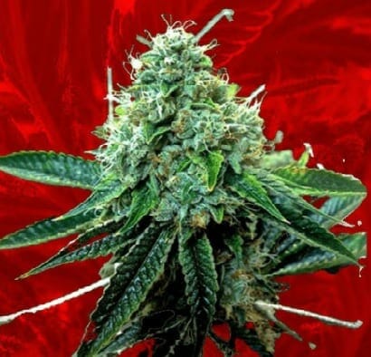 True OG strain Crop King Seeds