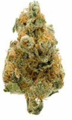Tutankhamon strain