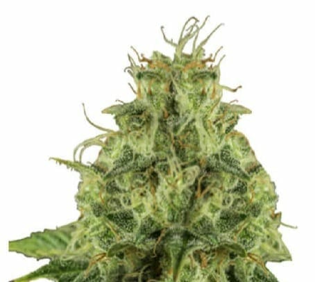 haze berry automatic strain