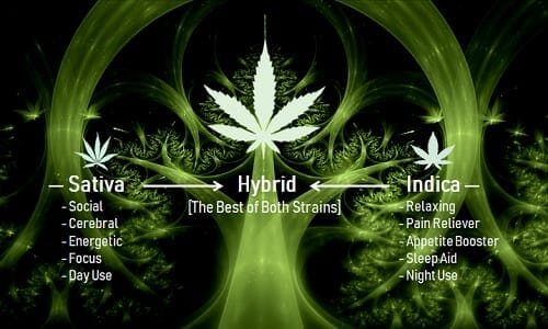 A Complete Guide on Hybrid Marijuana Strains