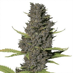 Blue Dream Feminized