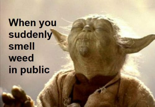 Smell Weed in Public