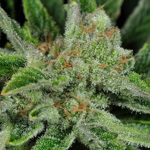 best body high strains