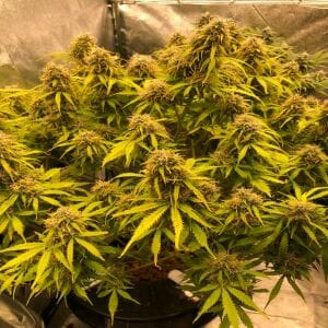 green crack -best bod high strains