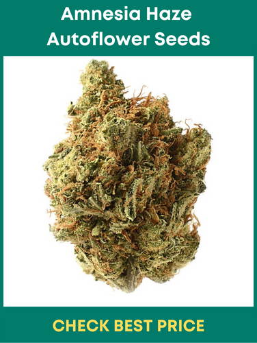 Amnesia Haze Autoflower Seeds