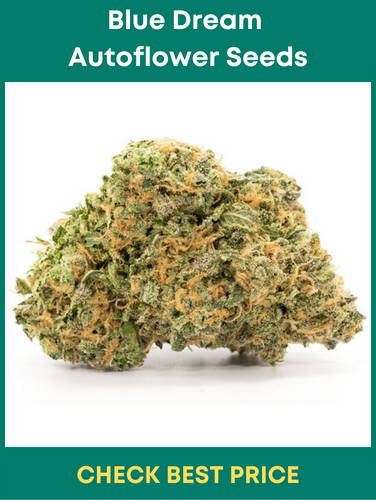 Blue Dream Autoflower Seeds