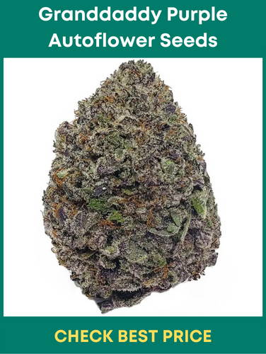 Granddaddy Purple Autoflower Seeds