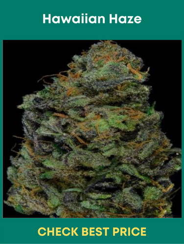 Hawaiian Haze