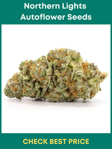Northern Lights Autoflower Seeds