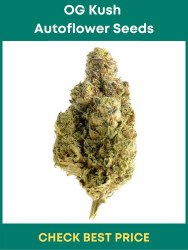 OG Kush Autoflower Seeds