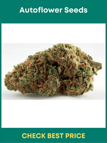 Skunk #1 Autoflower Seeds