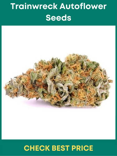 Trainwreck Autoflower Seeds