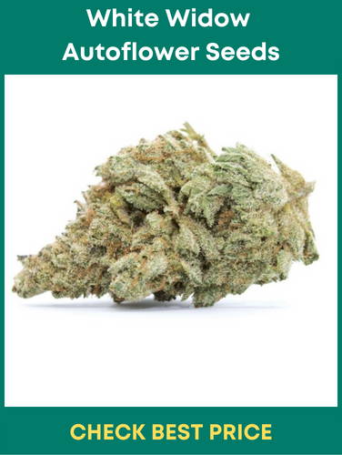 White Widow Autoflower Seeds