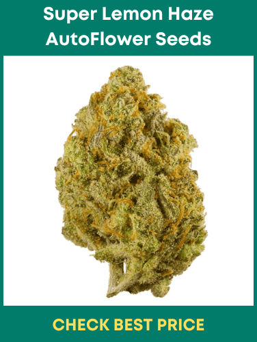 super lemon haze autoflower seeds