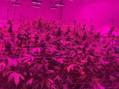 All About LED Grow Light Distance Chart
