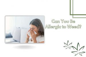 Can You Be Allergic to Weed Featured Image