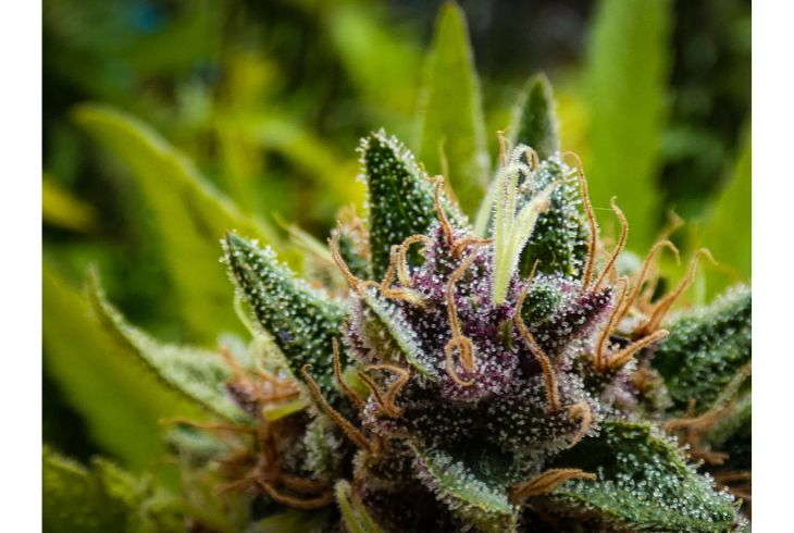 Flowering Stage (4 to 11 weeks)