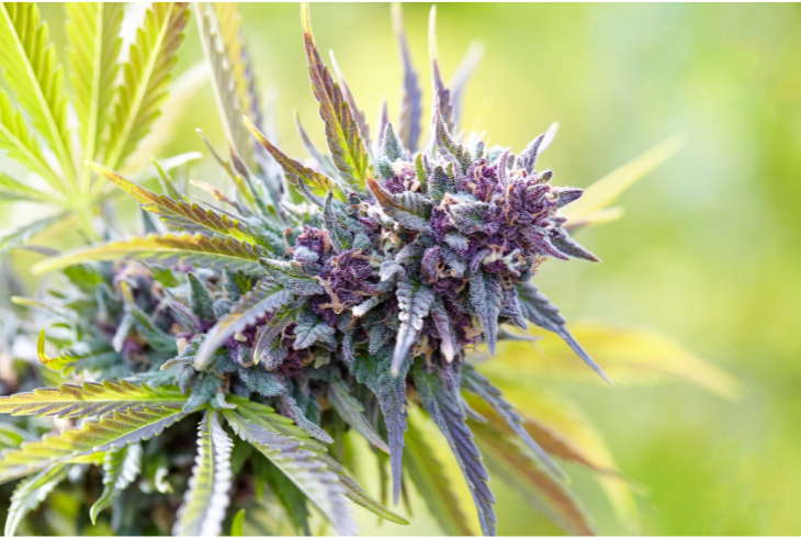 Flowering Stage