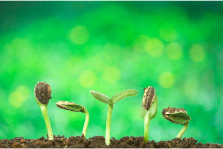 Germination Stage (1 to 2 weeks)