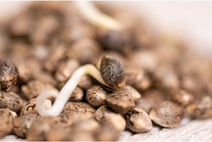 Germination Stage