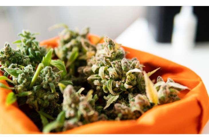 How To Tell If My Autoflower is Ready For Harvest