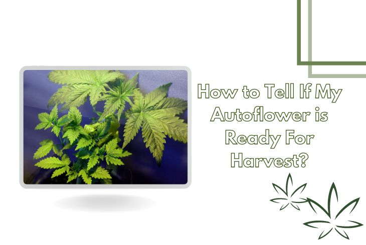 How to Tell if my Autoflower is Ready For Harvest