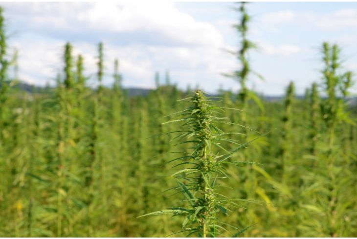 Industrial Hemp in Brazil