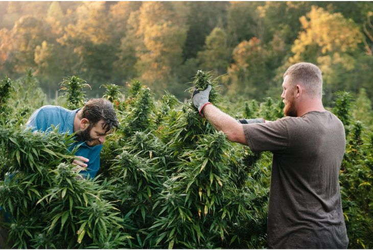 Is There a Best _Season_ to Harvest Your Cannabis_