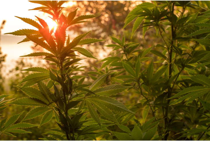 Light Schedule For Seedlings_ Everything You Should Know