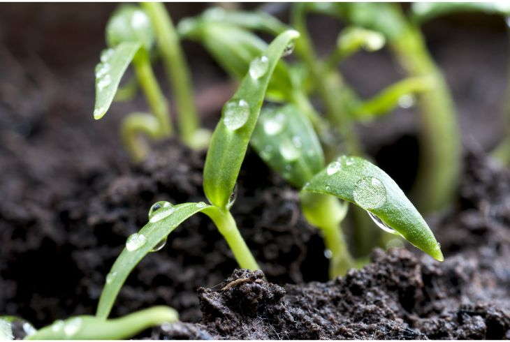 Seedling Phase (2 to 4 weeks)