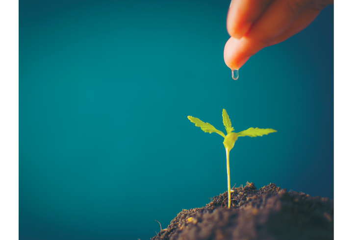 Seedling Stage