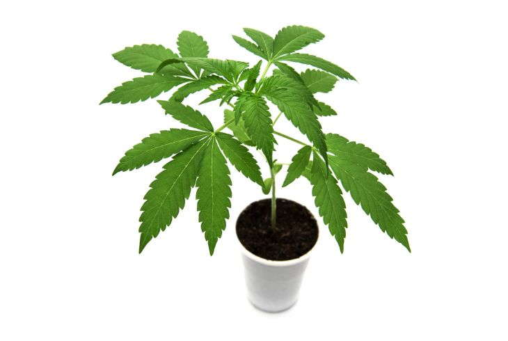 Understanding the Marijuana Plant