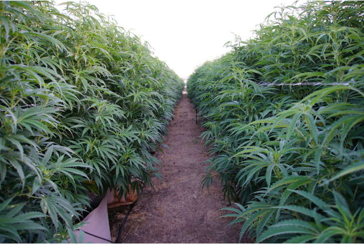 Vegetative Stage