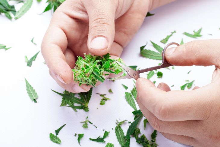 What Does Autoflower Mean