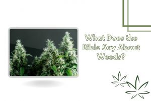 What Does the Bible Say about weed