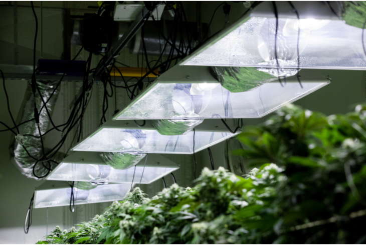 What Grow Light Should You Use