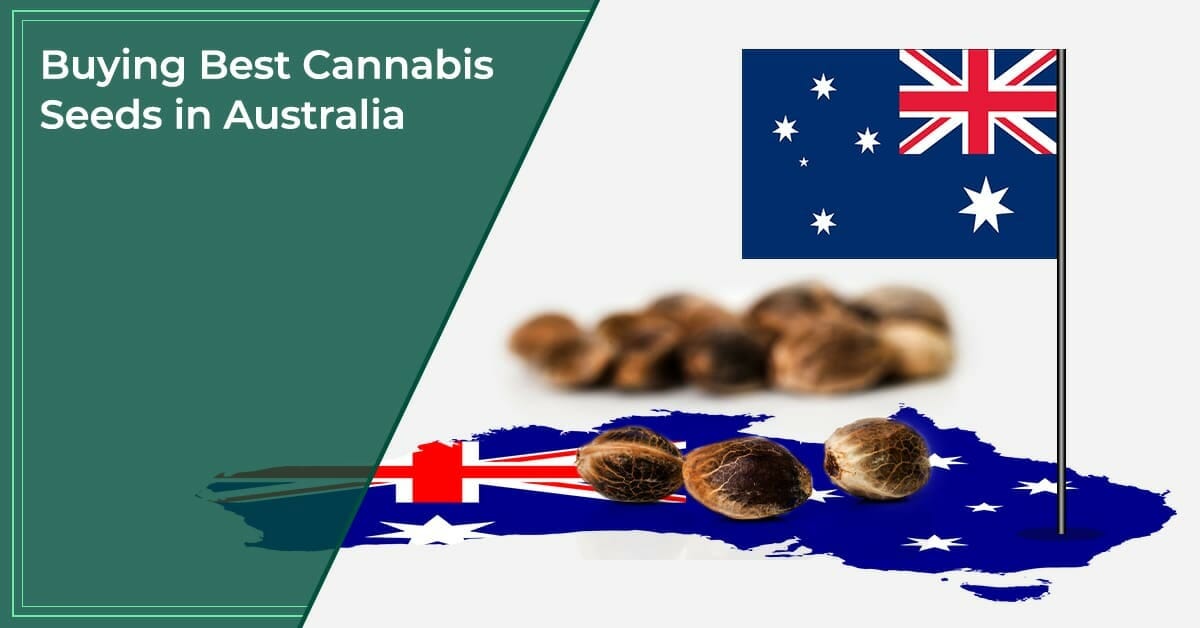 Buying Best Cannabis Seeds in Australia