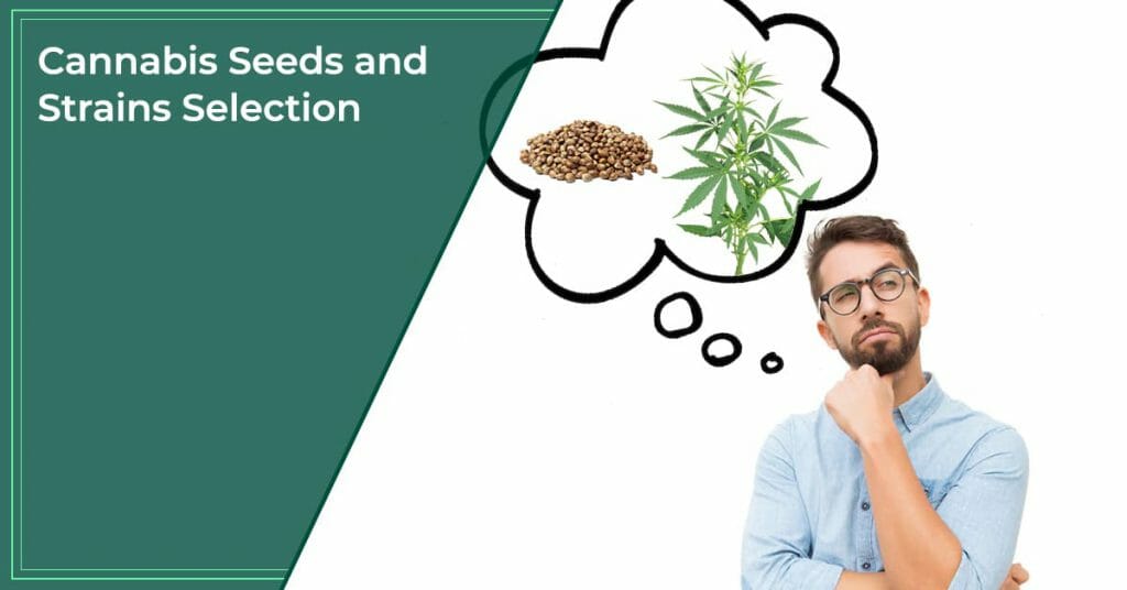 Cannabis Seeds and Strains Selection