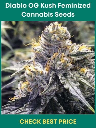 Diablo OG Kush Feminized Cannabis Seeds