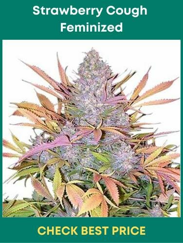 Strawberry Cough Feminized