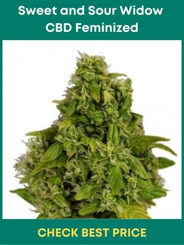 Sweet and Sour Widow CBD Feminized