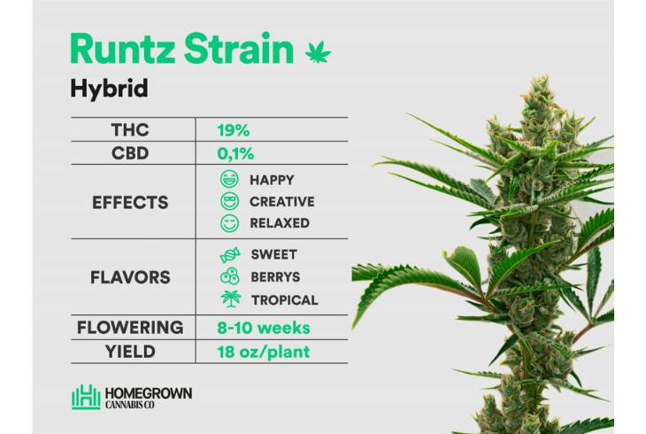 #10 Best Runtz Strains for a Sweet High: Must Try in 2025