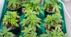 How much weed does one plant yield