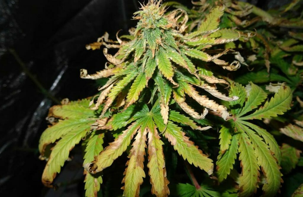 MG DEFICIENCY CANNABIS LEAVES
