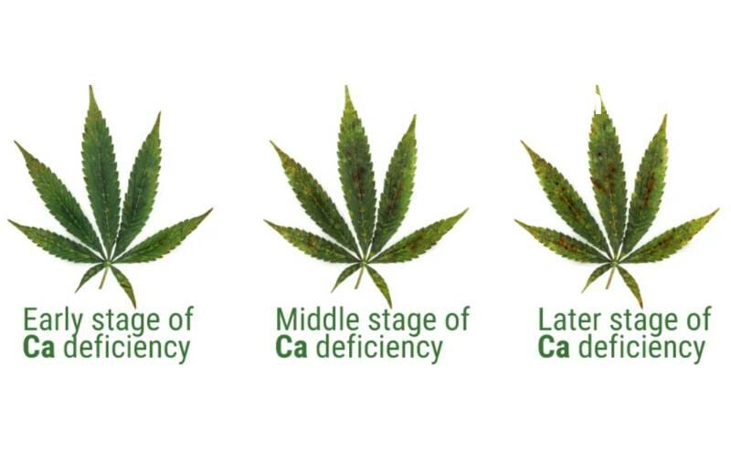 ca-mg-deficiency
