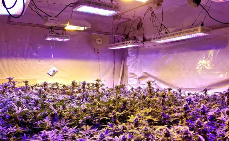 do led grow lights work