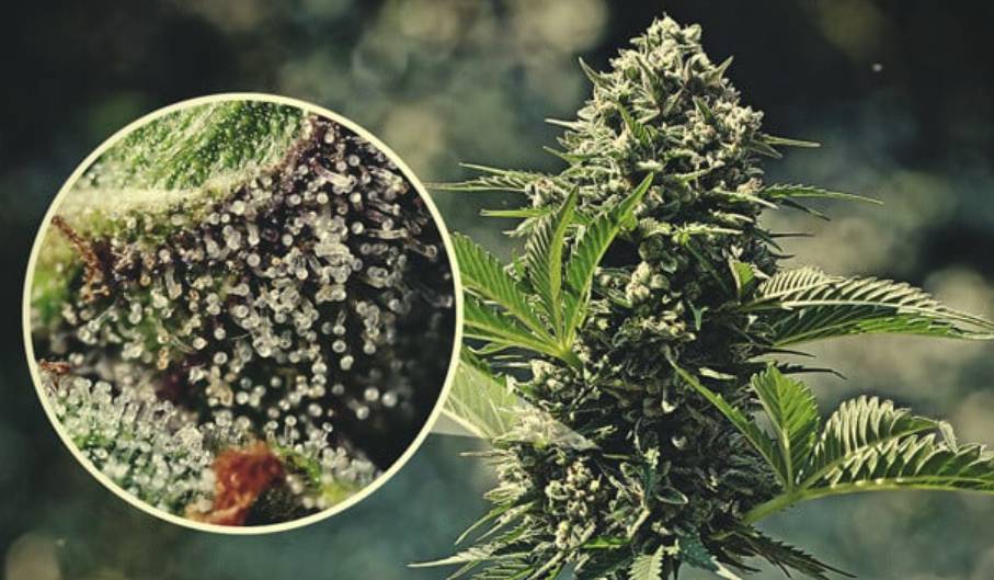 Cannabis Trichomes