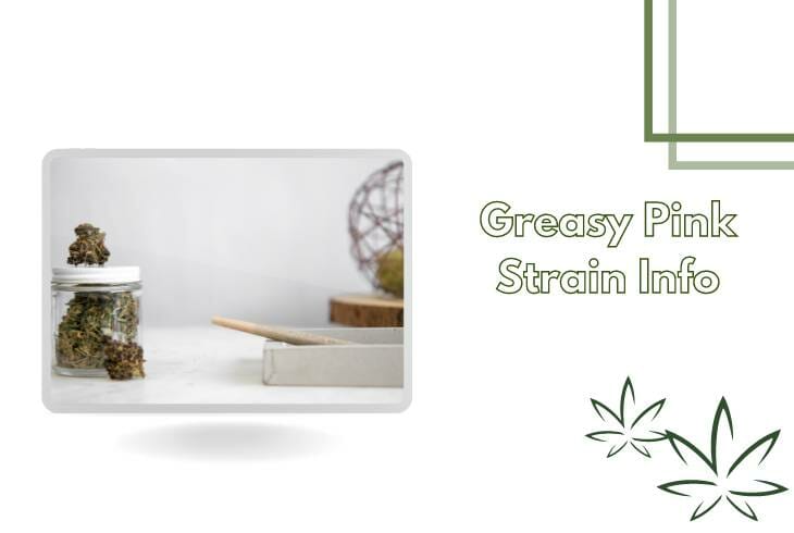 Greasy Pink Strain Info