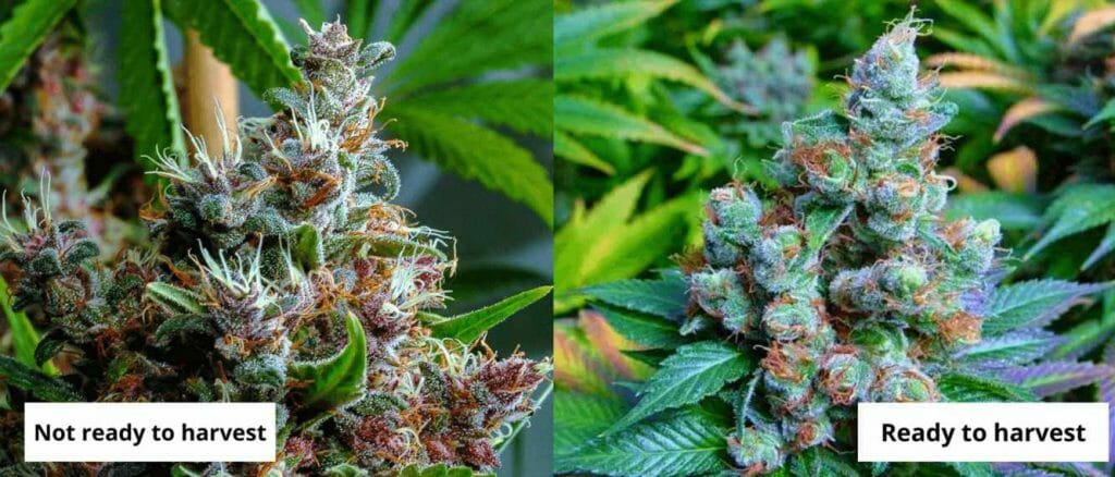How To Know When To Harvest Weed Buds